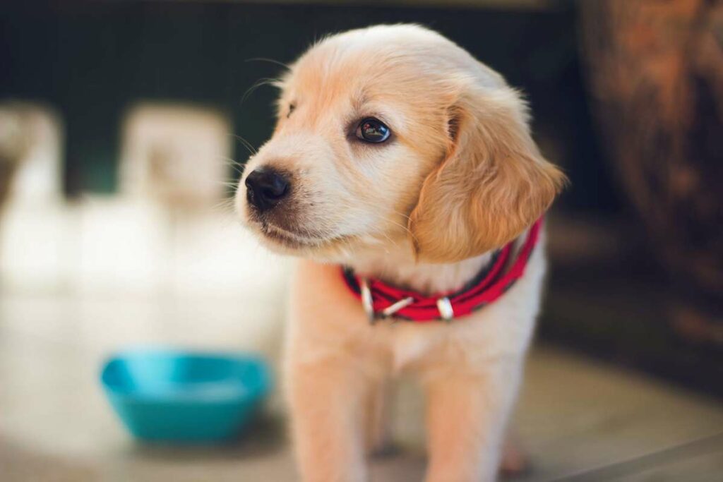 pupy-collar-bowl