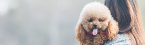 Launching a Pet Brand to Success on Amazon